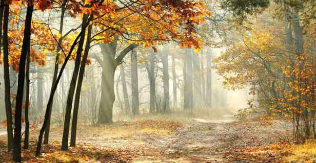 剩菜安全存放4步法:吃剩的飯菜,這樣放才不傷身